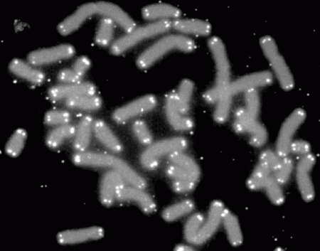 Chromosomy (szare) z telomerami (białe)/ źródło: wikipedia (domena publiczna)